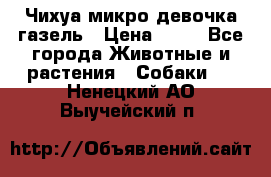 Чихуа микро девочка газель › Цена ­ 65 - Все города Животные и растения » Собаки   . Ненецкий АО,Выучейский п.